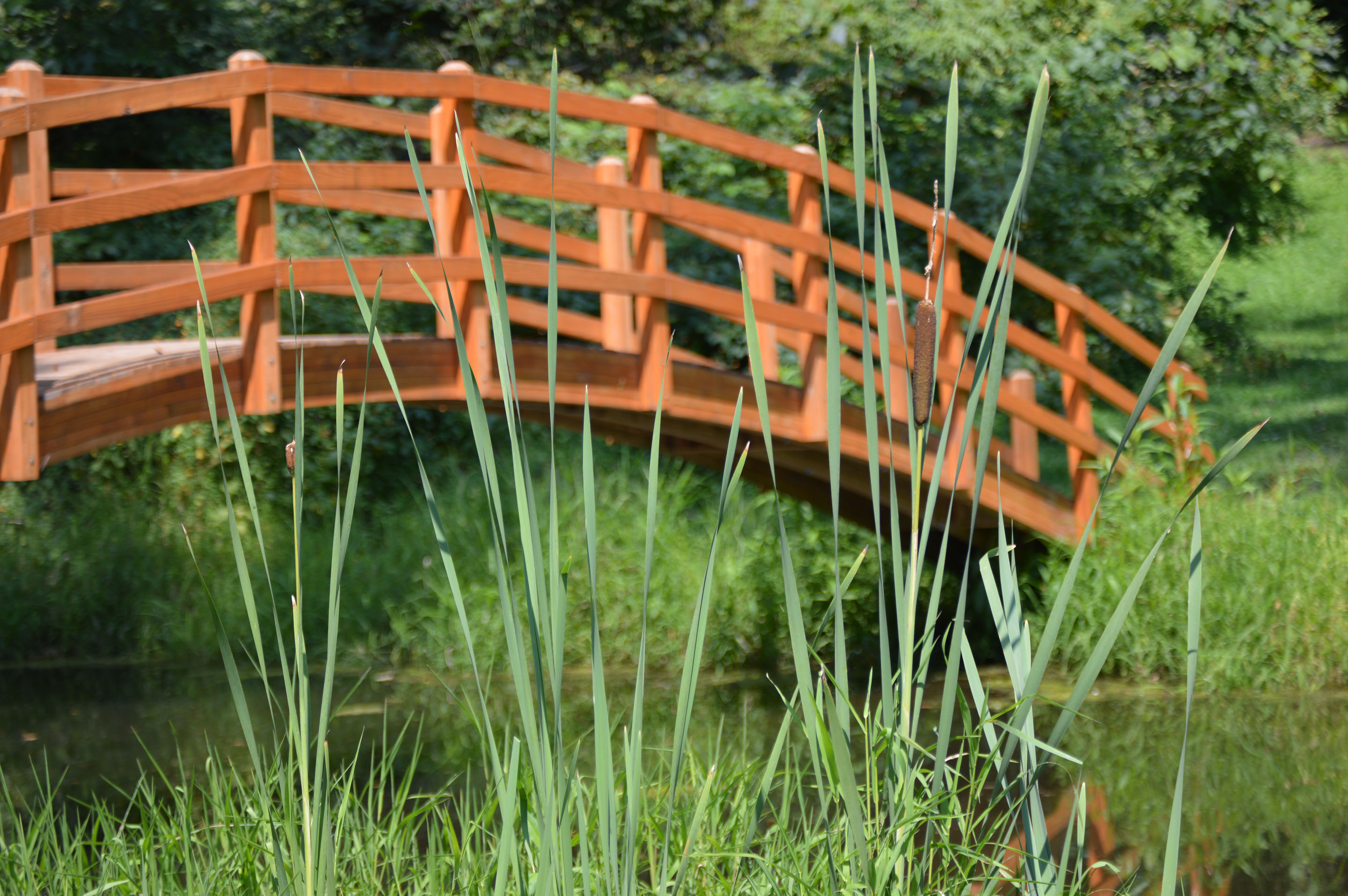 Along with trails, there is a beautiful bridge at Woodbury Cabin that glides over the large fishing pond (no license required to fish)